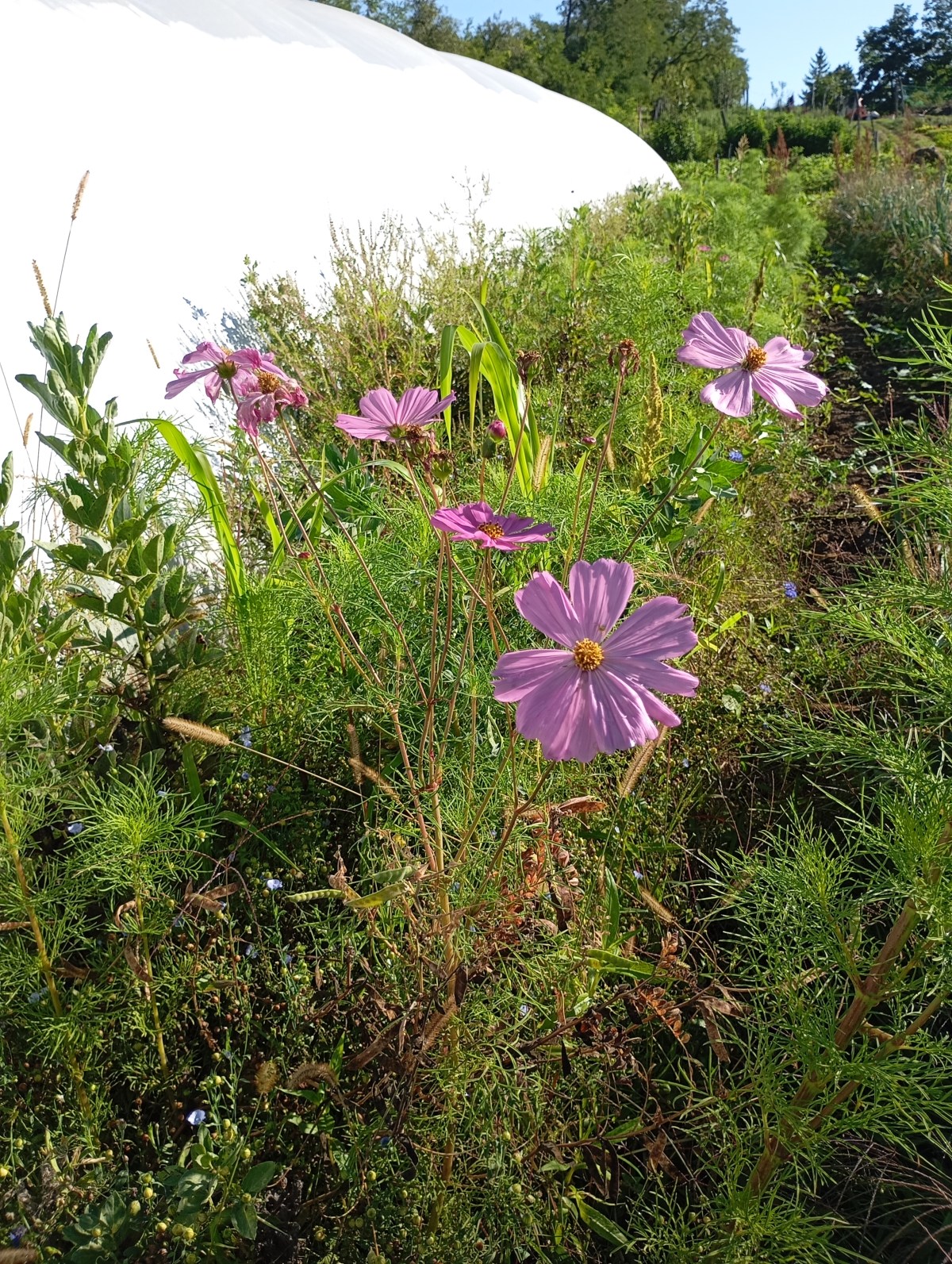 Mit is jelent az, hogy agroökológia és természetbarát&nbsp;gazdálkodás?